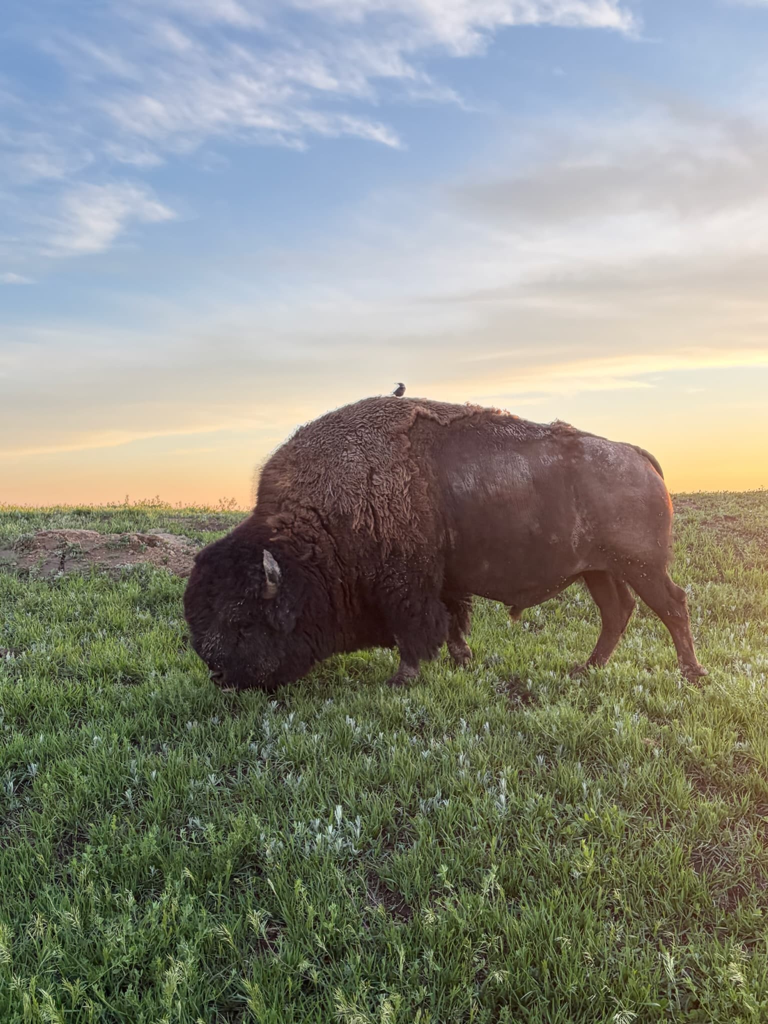 Buffalo