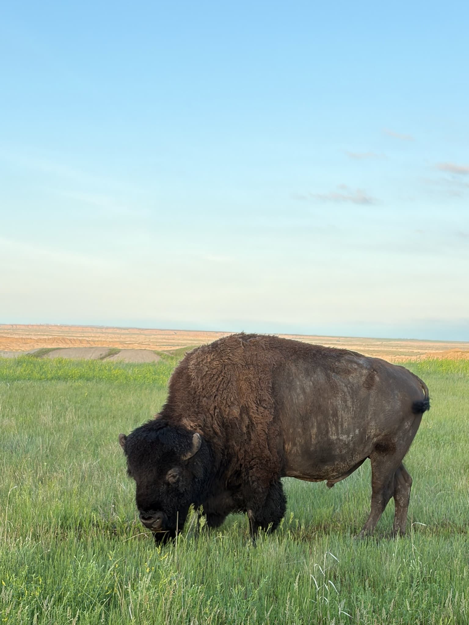 Buffalo