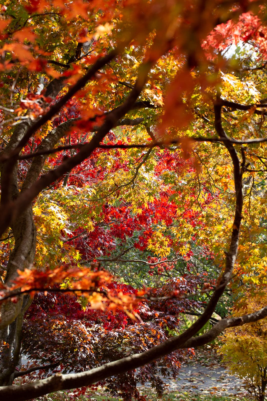 Rochester, NY   highland park
